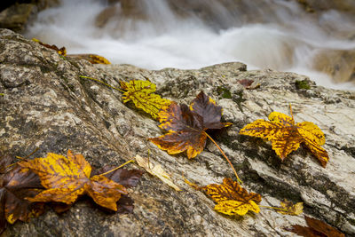 Close-up of autumn leaves on rock