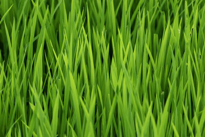 Full frame shot of plants growing on field