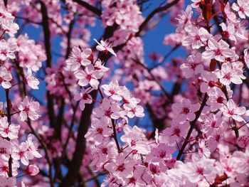 Close-up of pink cherry blossoms in spring