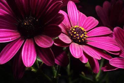 Close-up of pink flowers blooming outdoors