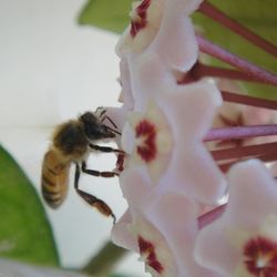 Close-up of flowers