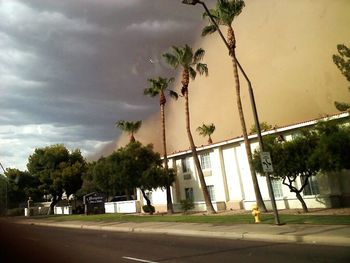 Palm trees against sky