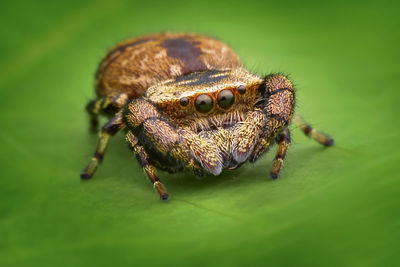 Close-up of spider