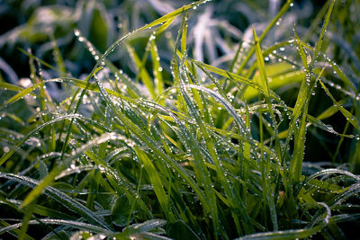Close-up of wet plant