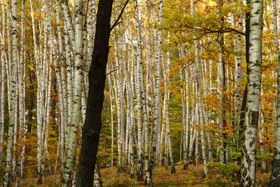 Trees in forest during autumn