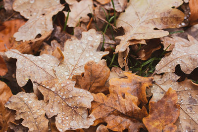 Close-up of autumn leaves with rain drops
