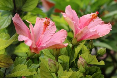 Close-up of pink flowers