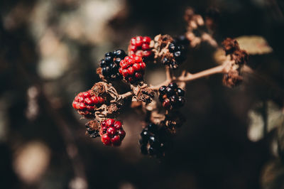 Close-up of red berries on tree