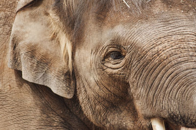 Close-up of elephant