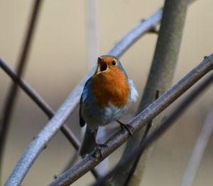 Close-up of bird perching on railing