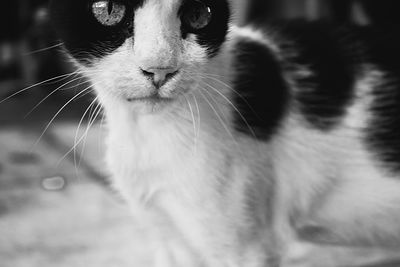 Close-up portrait of a cat