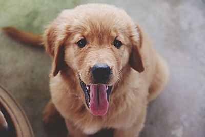 Close-up portrait of dog