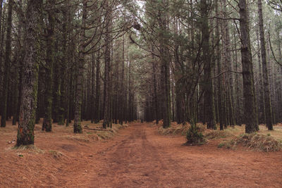 Dirt road amidst trees in forest