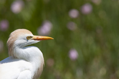 Close-up of a bird