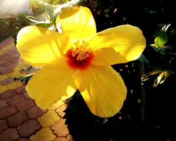 Close-up of yellow flower