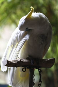 Close-up of a bird perching