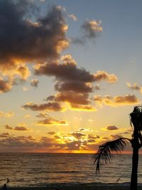 Silhouette tree on beach against sky during sunset