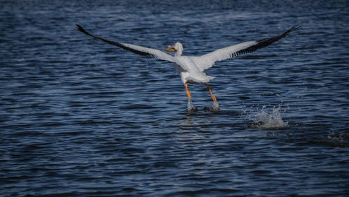 White peilcan shirting the top of the salton sea as it flys away