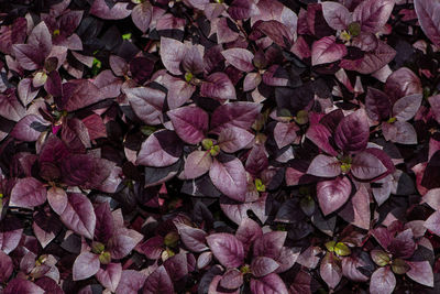 Full frame shot of pink flowering plants