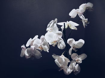 Close-up of white flowers against black background