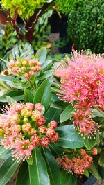 Close-up of pink flowering plants