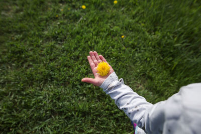 Close-up of a small child holding a yellow dandelion on palm of hand