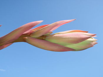 Low angle close-up of flower against blue sky