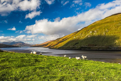 The beautiful mountainious landscape of connemara ireland with sheep grazing