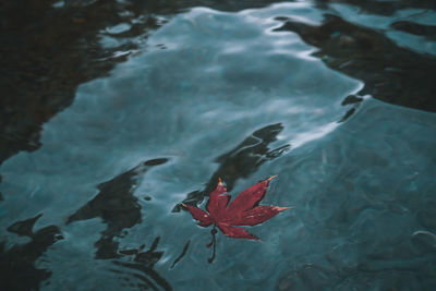 High angle view of maple leaf floating on lake