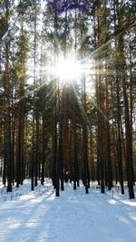 Trees in snow covered forest during winter