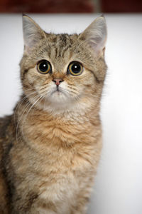 Close-up portrait of tabby cat