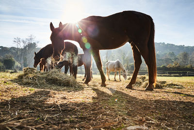 Horse standing on field