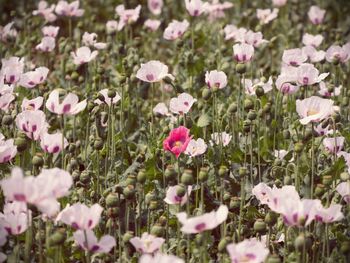 Close-up of pink flowering plants on field