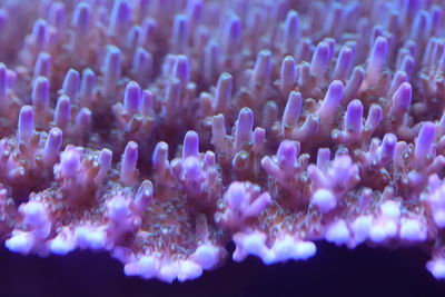 Close-up of purple flowering plant