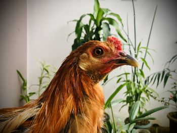 Close-up of a roster chicken