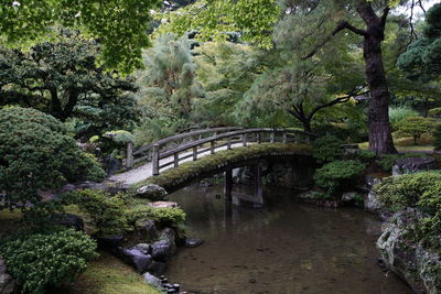 Bridge over river in forest