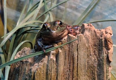 Close-up of birds perching on wood