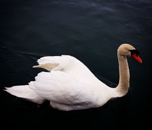 Close-up of swan swimming in lake