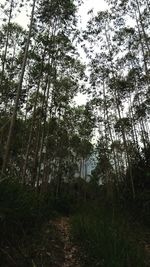 Low angle view of bamboo trees in forest