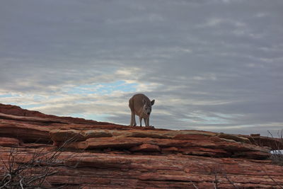 Horse standing on rock against sky