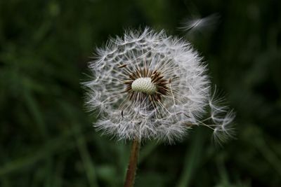 Close-up of dandelion