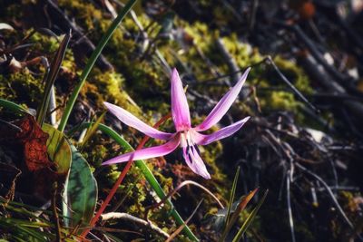 Close-up of pink crocus flowers on field