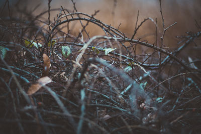 Close-up of bare plants