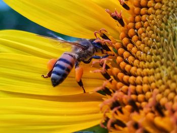 Close-up of bee pollinating on flower