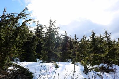 Trees on snow covered land against sky