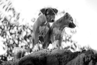 Portrait of a dog on rock