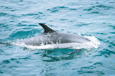 View of a dolphin in sea