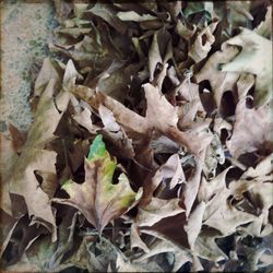 Full frame shot of leaves