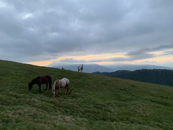 Horses grazing in a field