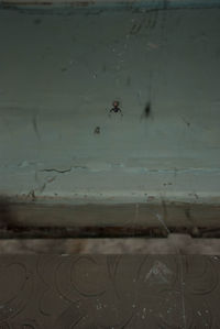 Close-up of spider on water